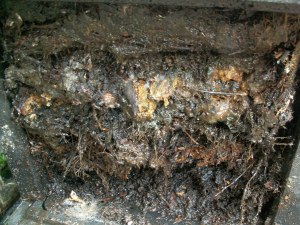 (Fig6) HOTBIN compost that has gone anerobic